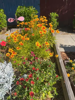 Raised wooden garden bed filled with yellow-and-red flowers, red blossoms and a pink butterfly garden stake in front of a painted fence.