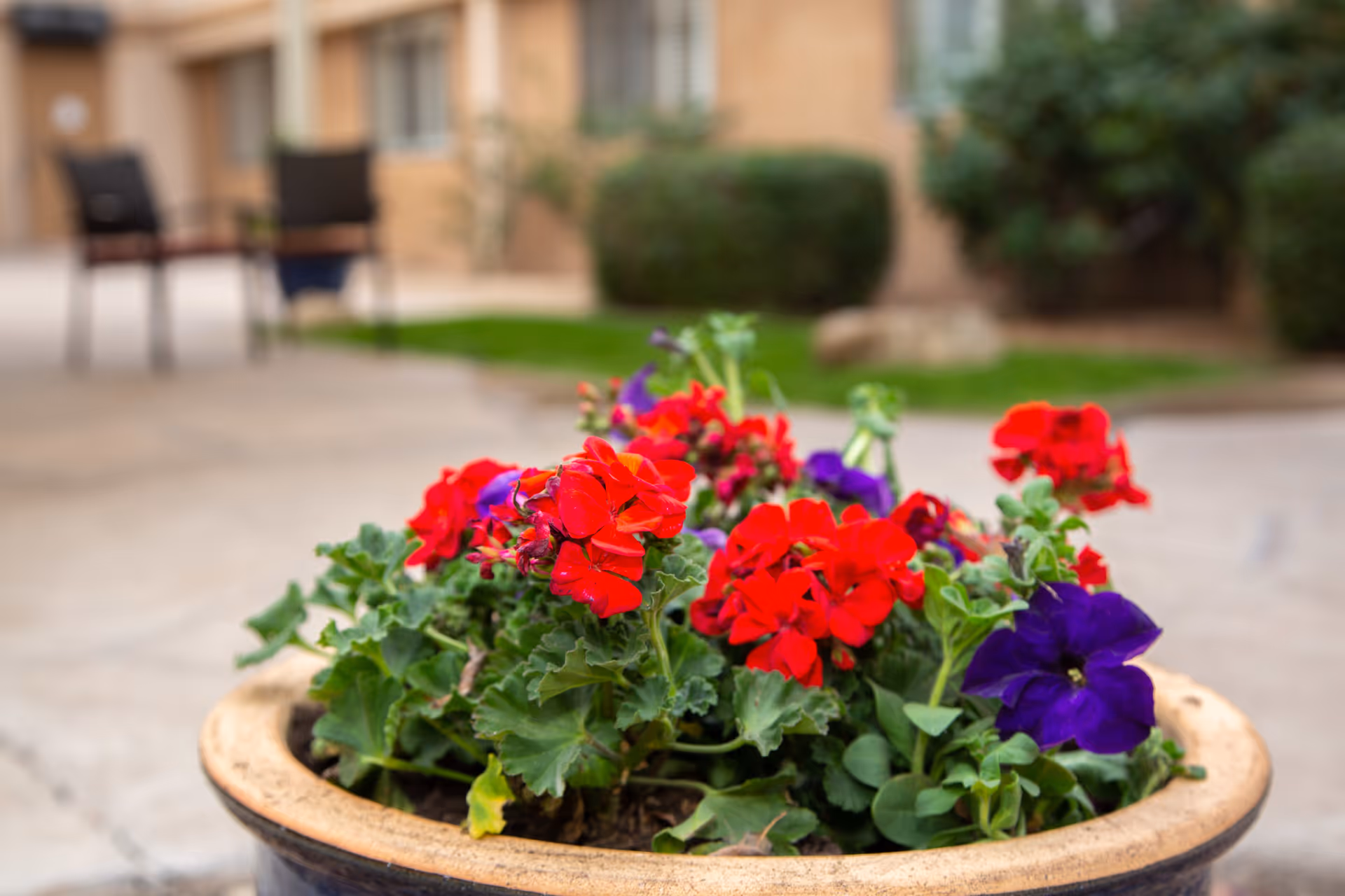 Close-up of a large planter filled with vibrant red and purple flowers, with a blurred background showing outdoor chairs, greenery, and part of a building.