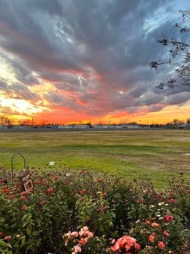 A vibrant sunset with dramatic clouds over a large open grassy field. In the foreground, there is a garden bed filled with various colorful flowers including pink and red blooms. Trees and buildings are visible in the distance under the colorful sky.