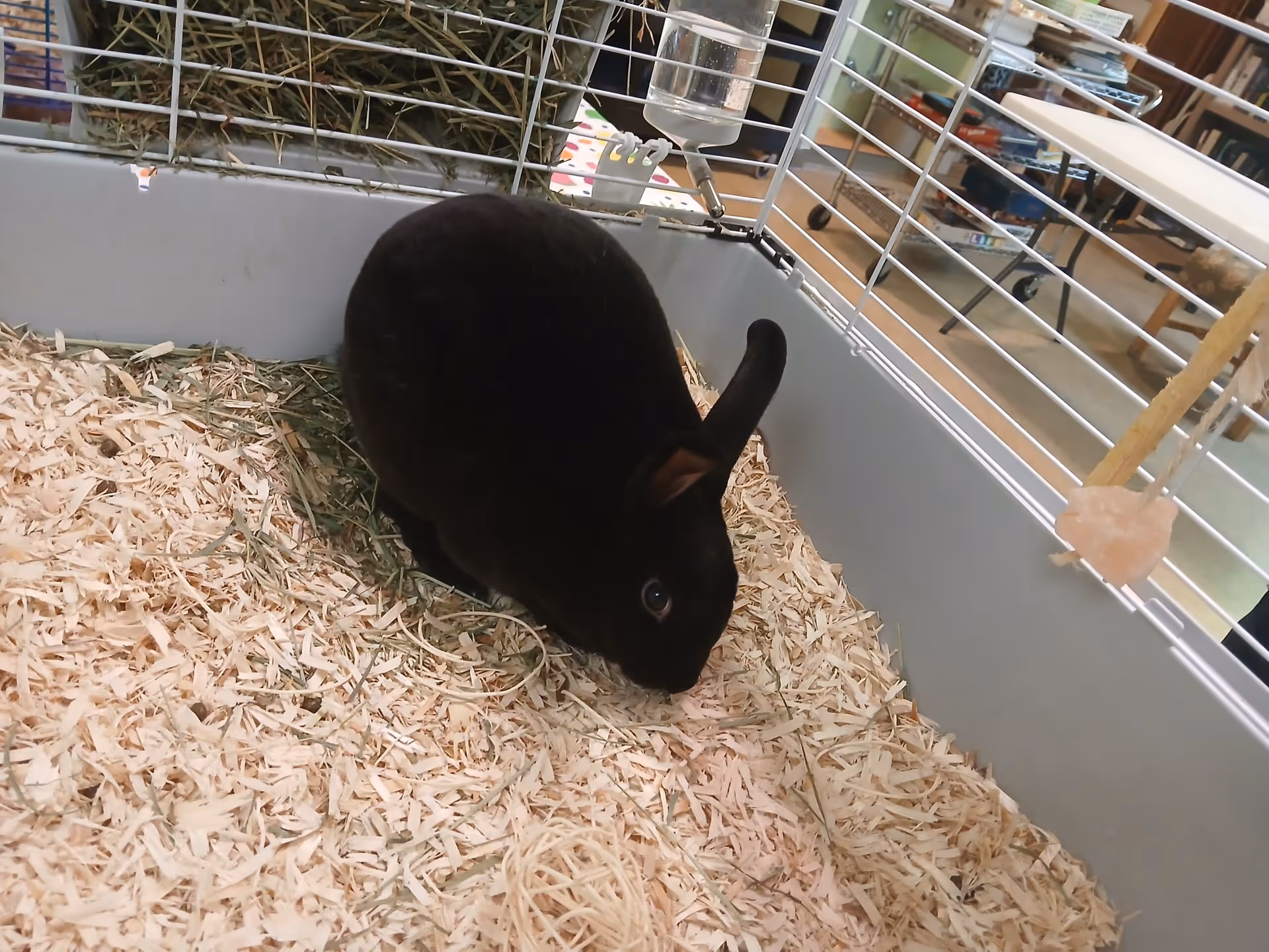 A black rabbit sits on wood shavings inside a wire cage in an indoor room.
