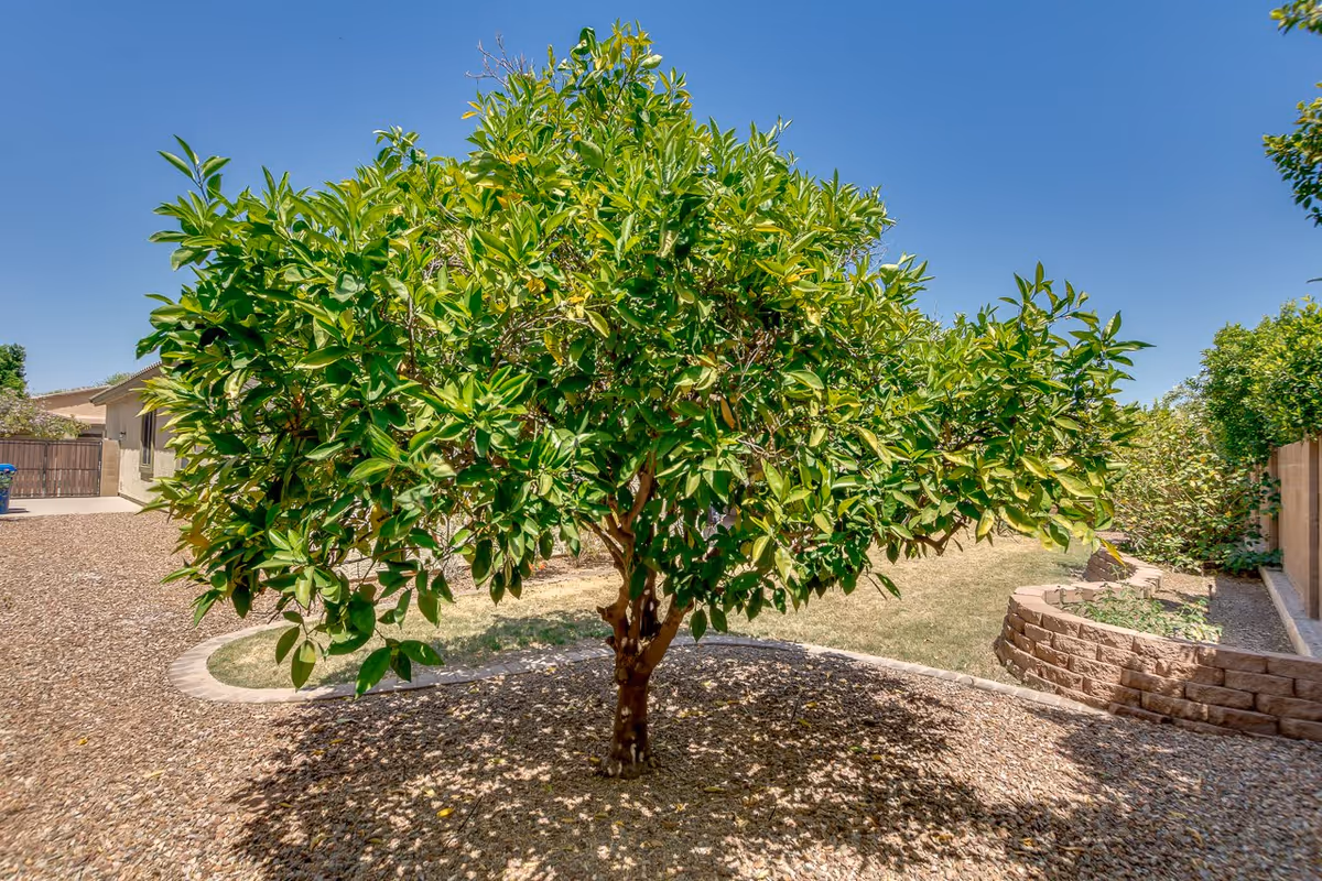 A small green tree with dense foliage in a landscaped backyard area with gravel ground cover, a curved stone border, and a raised garden bed made of bricks. The sky is clear and blue.