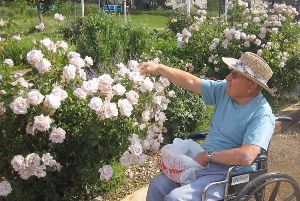 An elderly man in a wheelchair wearing a straw hat and sunglasses is reaching out to touch light pink roses in a garden on a sunny day. He holds a white plastic bag in his lap and is surrounded by lush green plants and blooming flowers.