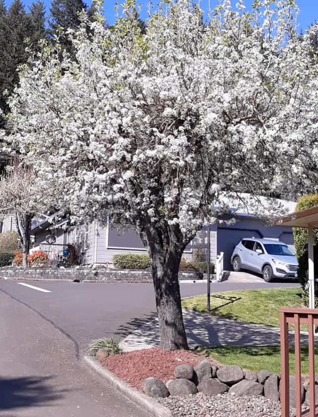 A blooming tree with white flowers stands beside a paved road in a residential area of a retirement village. Nearby are houses, a parked silver SUV, green grass, and landscaping with rocks and mulch under a clear blue sky.