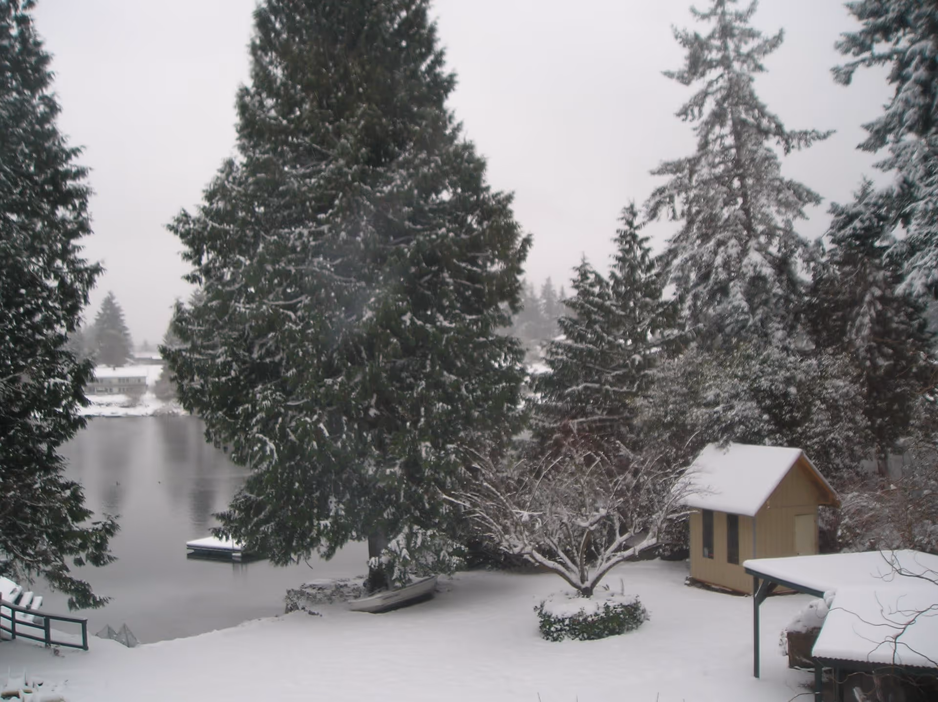 Snow-covered landscape featuring a large evergreen tree, a small wooden shed, a leafless tree, and a calm lake in the background surrounded by more snow-dusted trees.