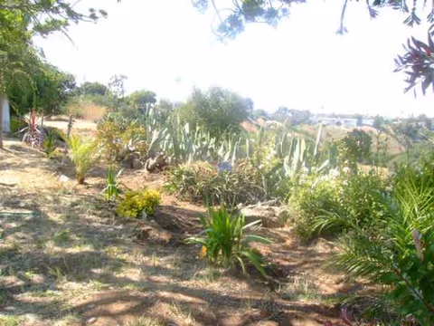 Sunny outdoor garden with cacti, shrubs, and dry soil on a hillside.