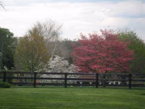 Green lawn with a wooden fence and blooming trees beyond.