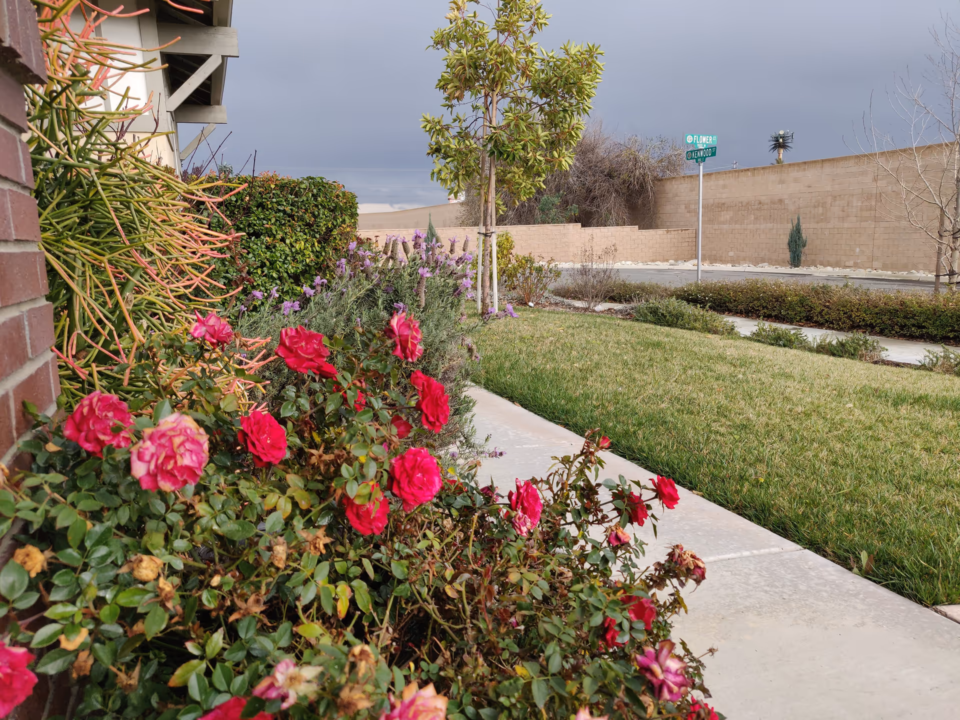 Front yard garden featuring pink roses along a walkway, a small tree, green lawn and a street sign under a cloudy sky.
