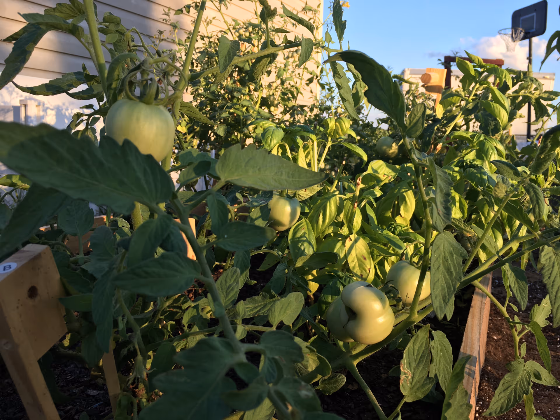 Close-up view of green tomato plants growing in a garden bed outside, with several unripe tomatoes visible among the leaves. The background shows a building wall and a basketball hoop.