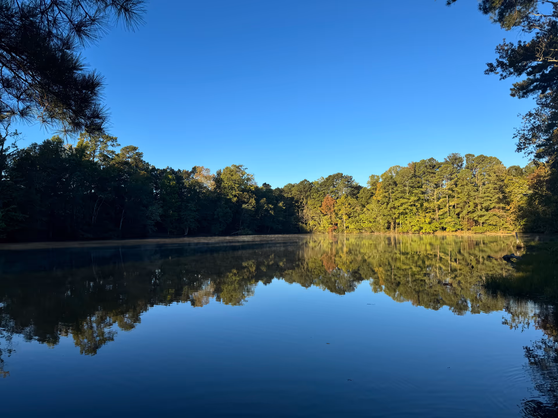 A serene lake surrounded by dense green trees under a clear blue sky, with the trees reflecting on the calm water surface.