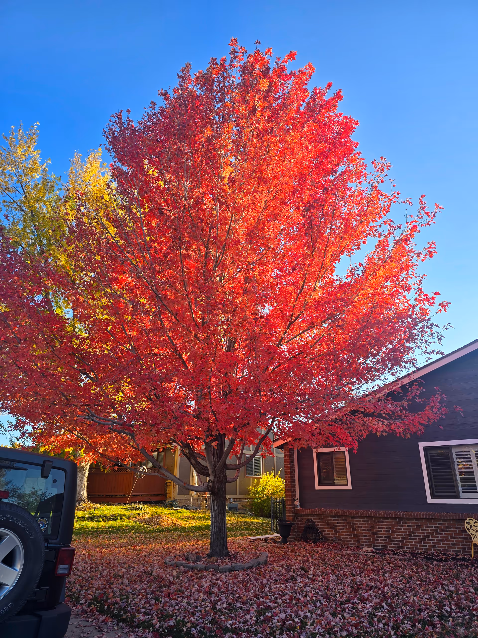 A vibrant red maple tree in full autumn foliage stands in the front yard of a house with dark siding and white-trimmed windows. Fallen red leaves cover the ground around the tree. A black vehicle is partially visible on the left side of the image, and the sky is clear and blue.