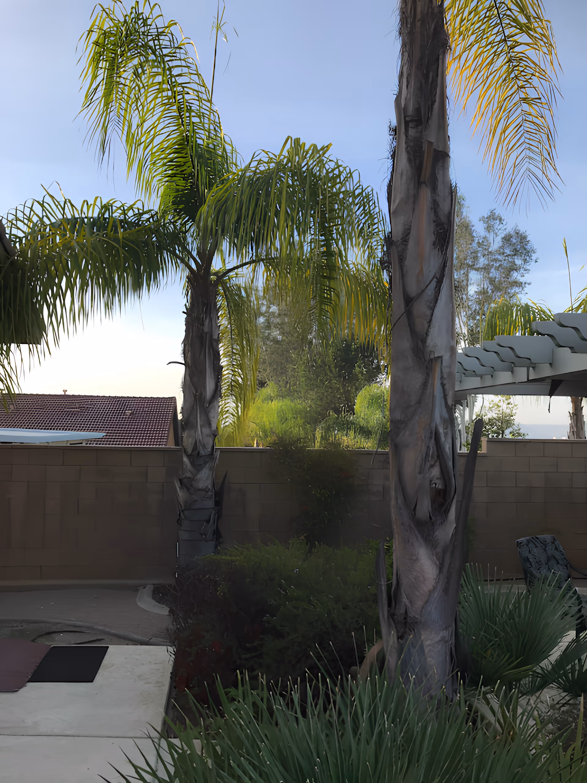 Backyard patio with tall palm trees, shrubs, a low block wall and a pergola under a clear sky.
