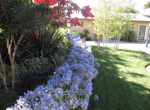 Outdoor garden with purple flowering shrubs, green lawn, and a beige building in the background.