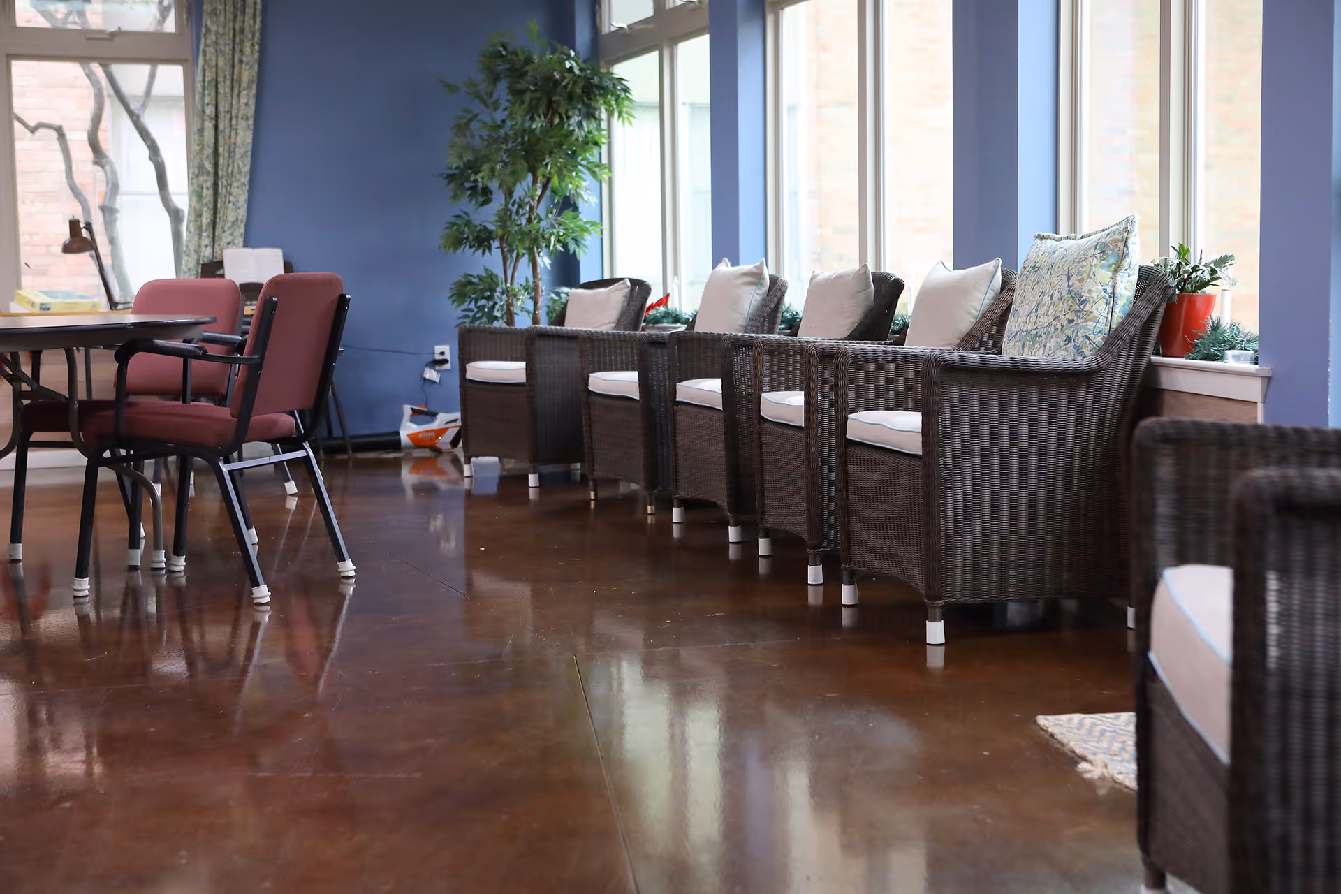 A bright room with a row of wicker armchairs with cushions lined up against large windows. There is a table with red cushioned chairs on the left side and a tall green plant near the windows. The walls are painted blue and the floor is polished brown.
