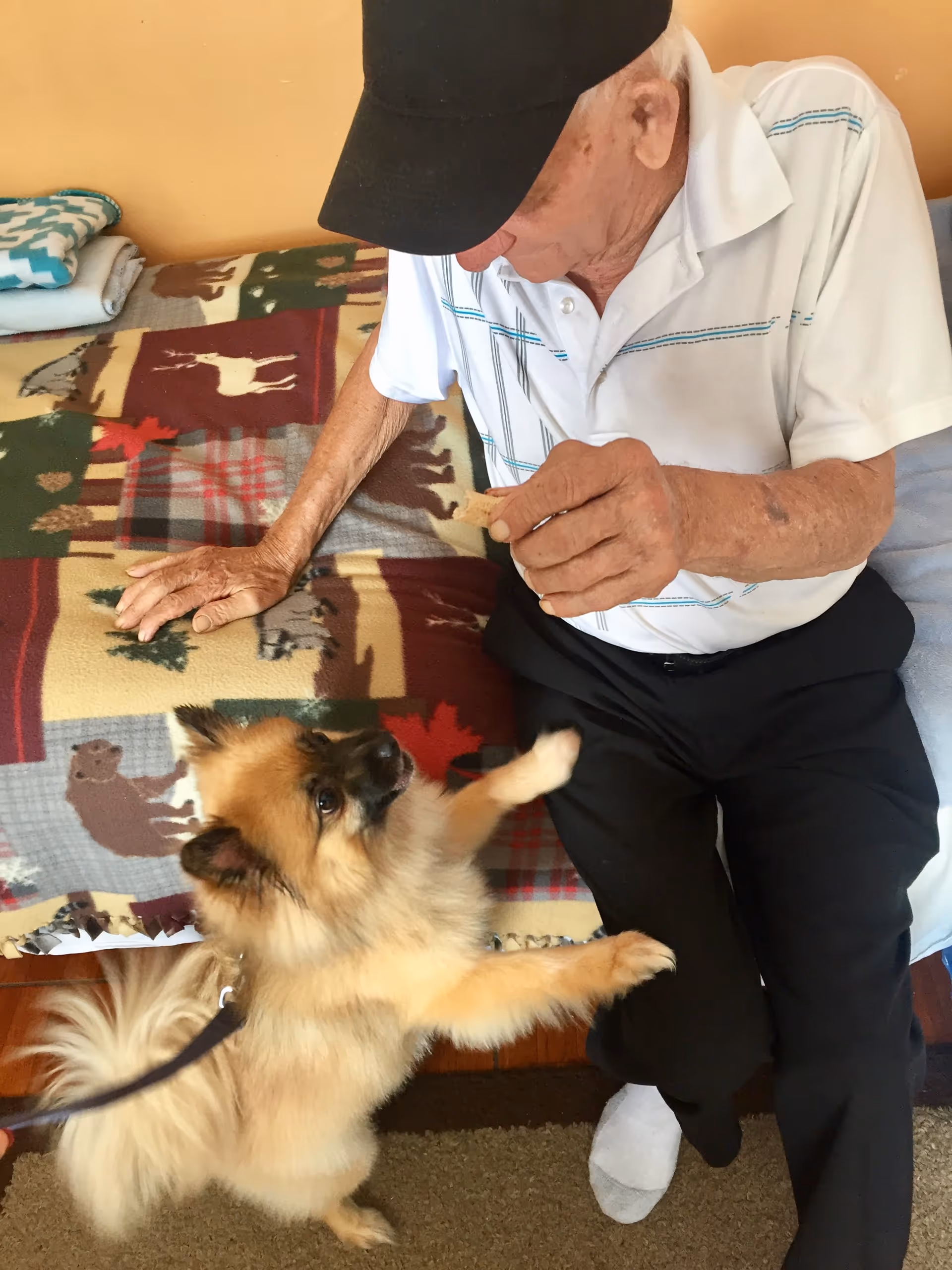 An elderly man wearing a black cap, white polo shirt, and black pants is sitting on a bed covered with a blanket featuring animal and tree patterns. He is holding a treat and interacting with a small fluffy dog standing on its hind legs reaching towards the treat.