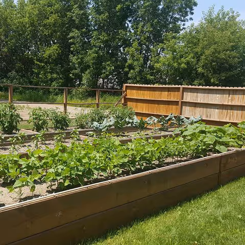 Raised garden beds with various green plants growing in them, surrounded by a wooden fence and trees in the background under a clear sky.