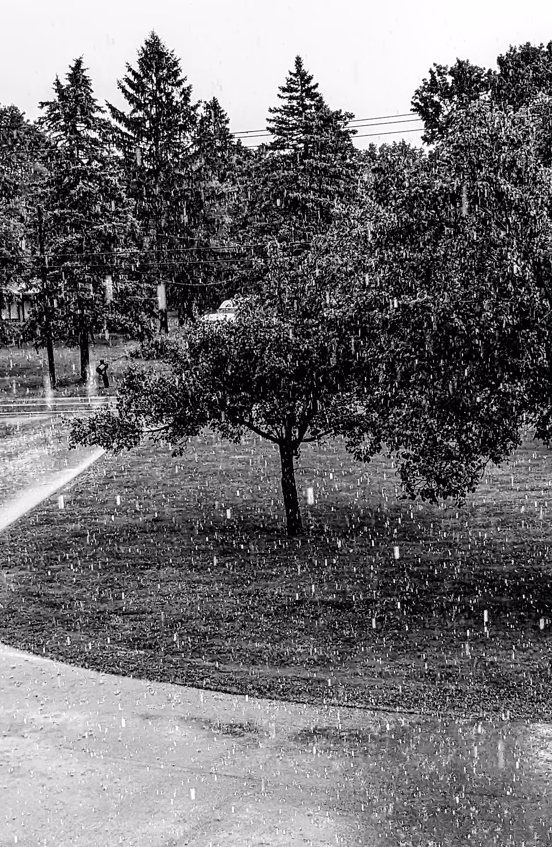 Heavy rain falling over a grassy courtyard with a central tree and a wet curved driveway.
