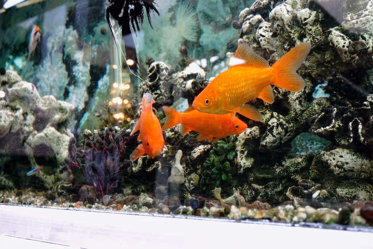 Close-up view of an aquarium with three orange goldfish swimming among rocks and aquatic plants inside the tank.