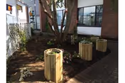 Courtyard garden with a small tree, three wooden barrel planters, mulch beds and a paved walkway beside a brick building.