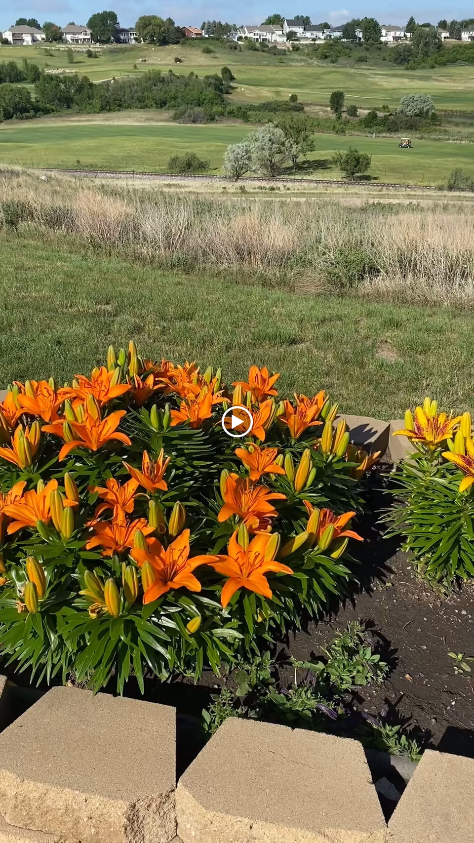 Bright orange lilies in a raised planter with a view of a grassy golf course and houses on a distant hillside.