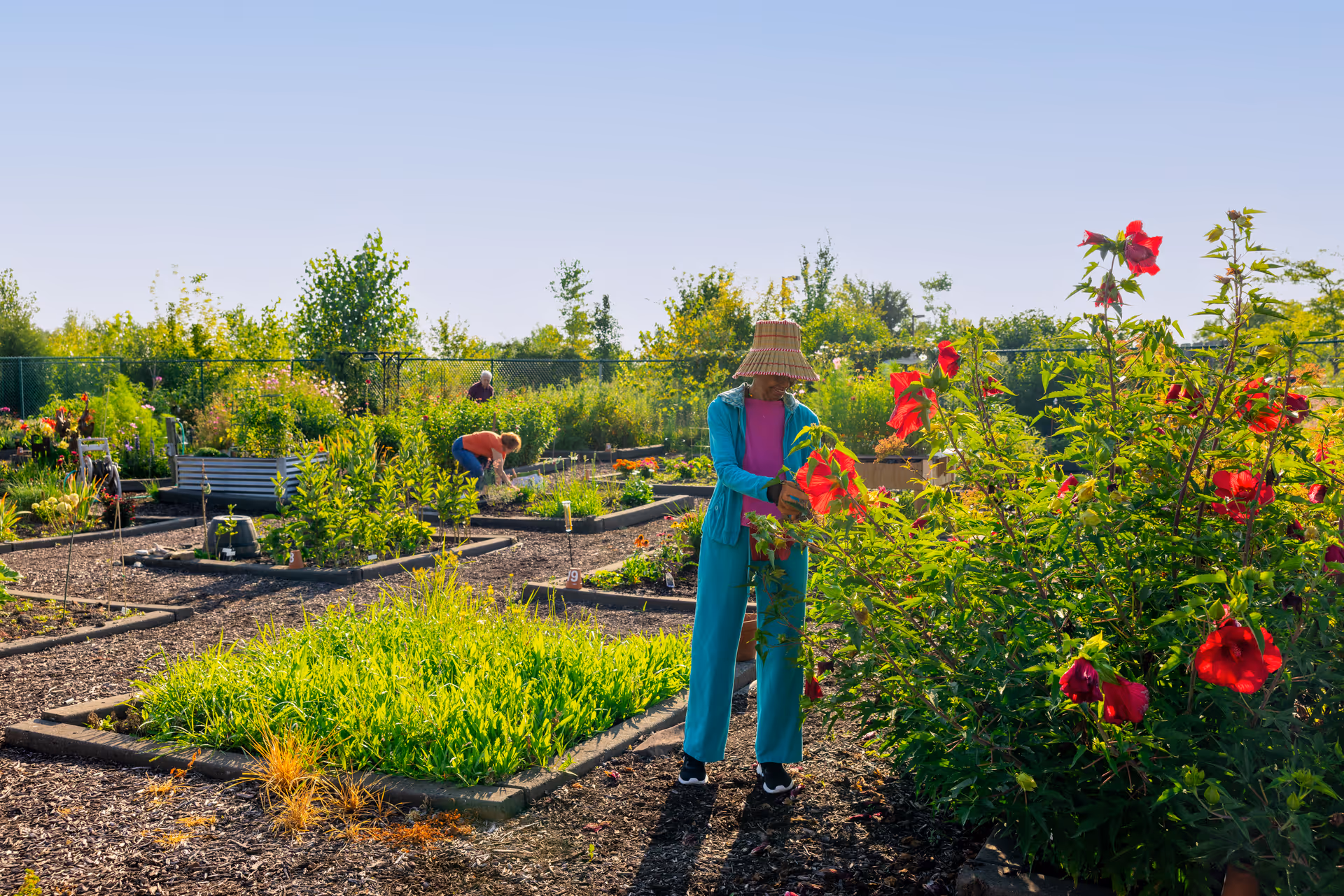 Residents tending raised garden beds in a sunny outdoor community garden with large red flowers.