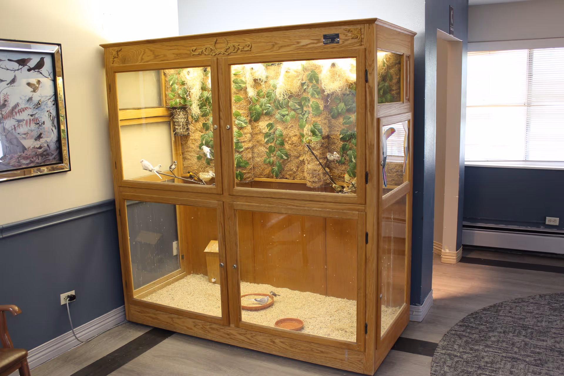 A large wooden birdcage with glass panels containing several small birds perched on branches and surrounded by green foliage. The cage is situated in a room with blue and white walls, a framed bird poster on the wall, and a window letting in natural light.