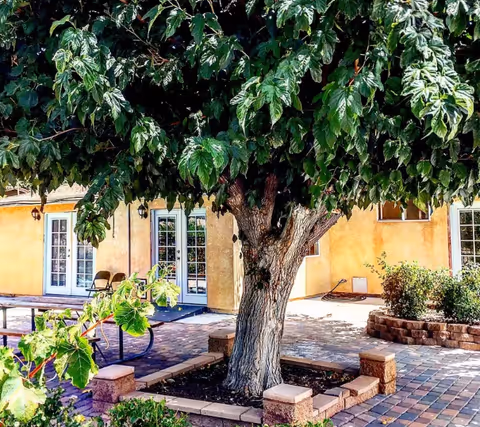 A large tree dominates a sunny courtyard in front of a yellow building with glass doors.
