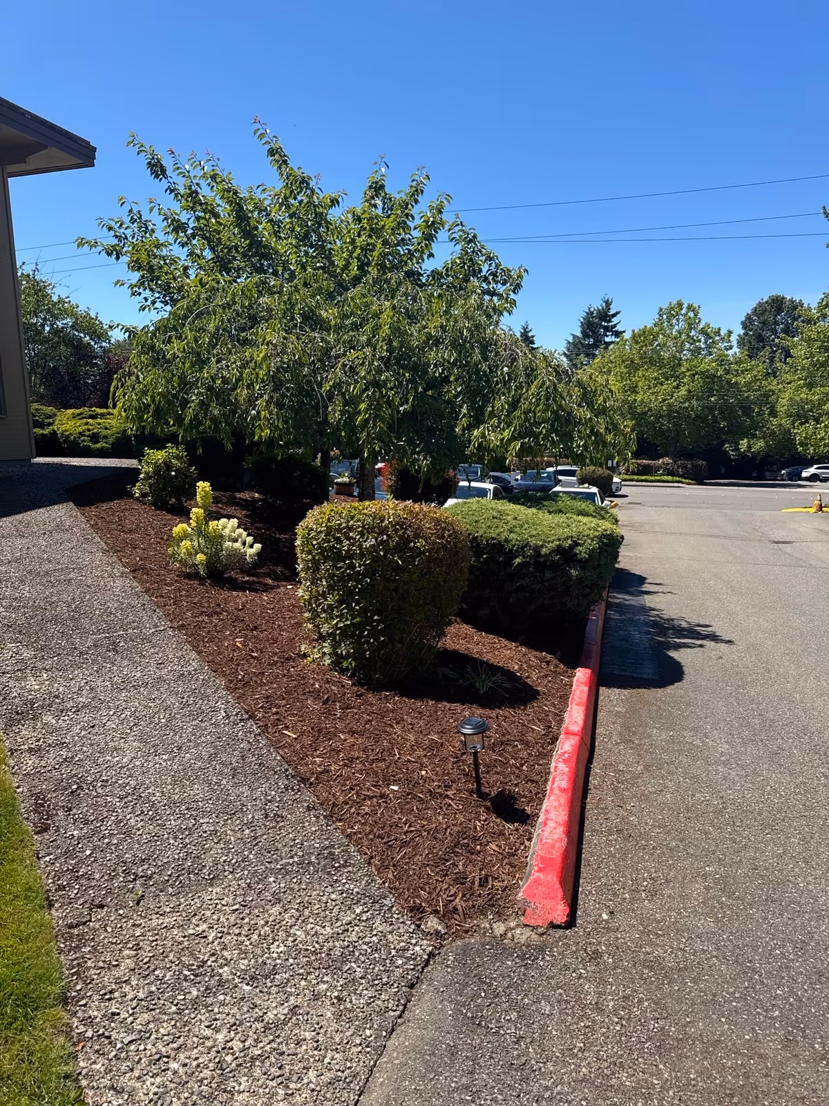 Landscaped exterior area with trimmed bushes and a small tree next to a parking lot and red-painted curb.