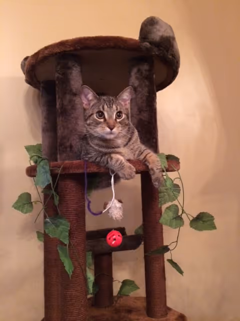 Tabby cat perched on a multi-level cat tree with hanging toys against a beige wall.