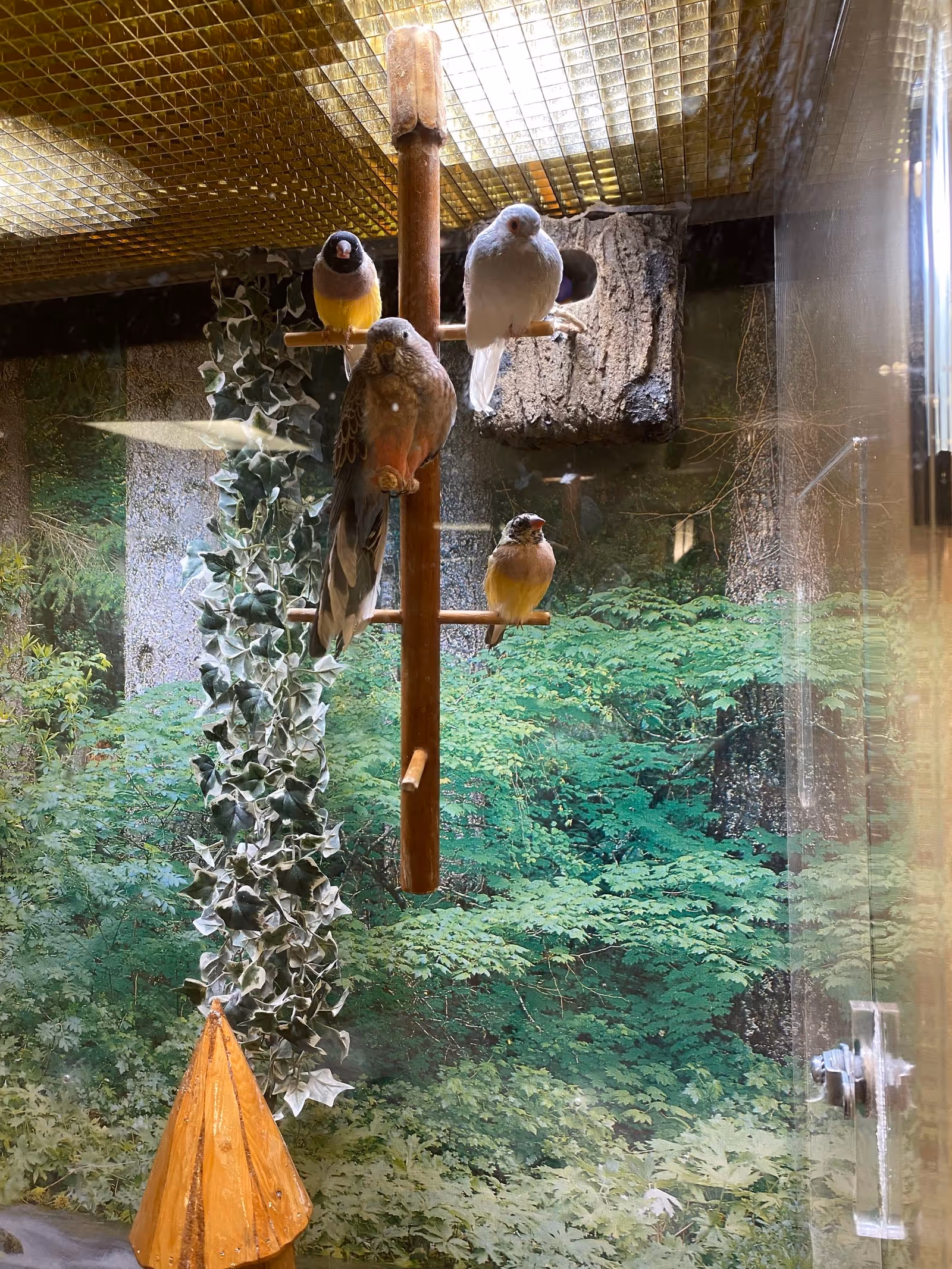 Several small colorful finches perched on a wooden stand inside a glass enclosure with a leafy forest backdrop.