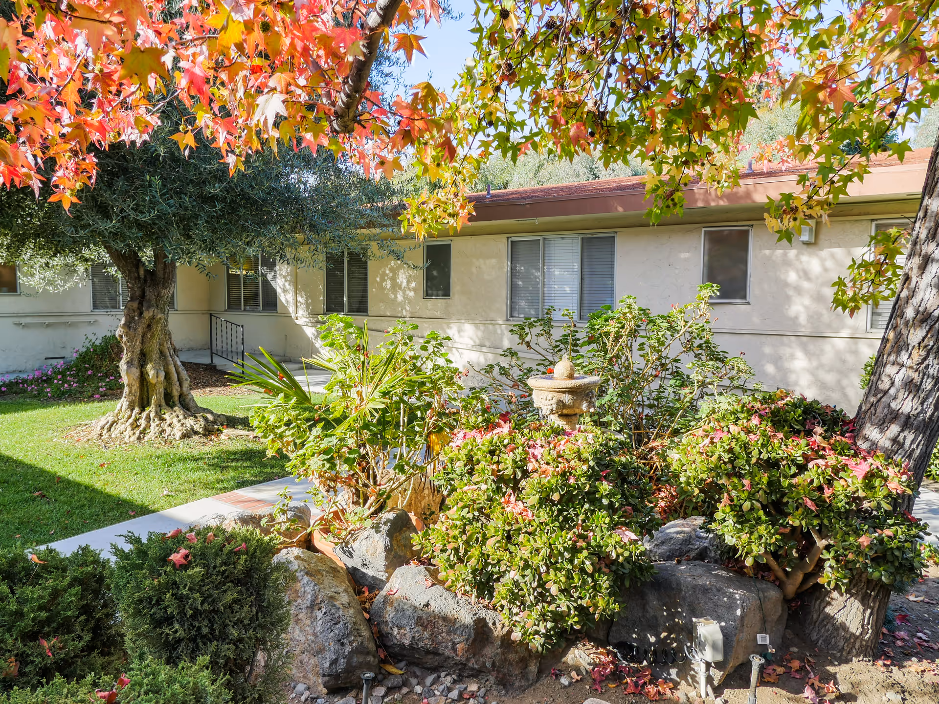 Outdoor garden area with various green shrubs, plants, and rocks in front of a single-story building with windows. There is a large tree with a thick trunk and colorful autumn leaves overhead, casting shade on the garden and walkway.