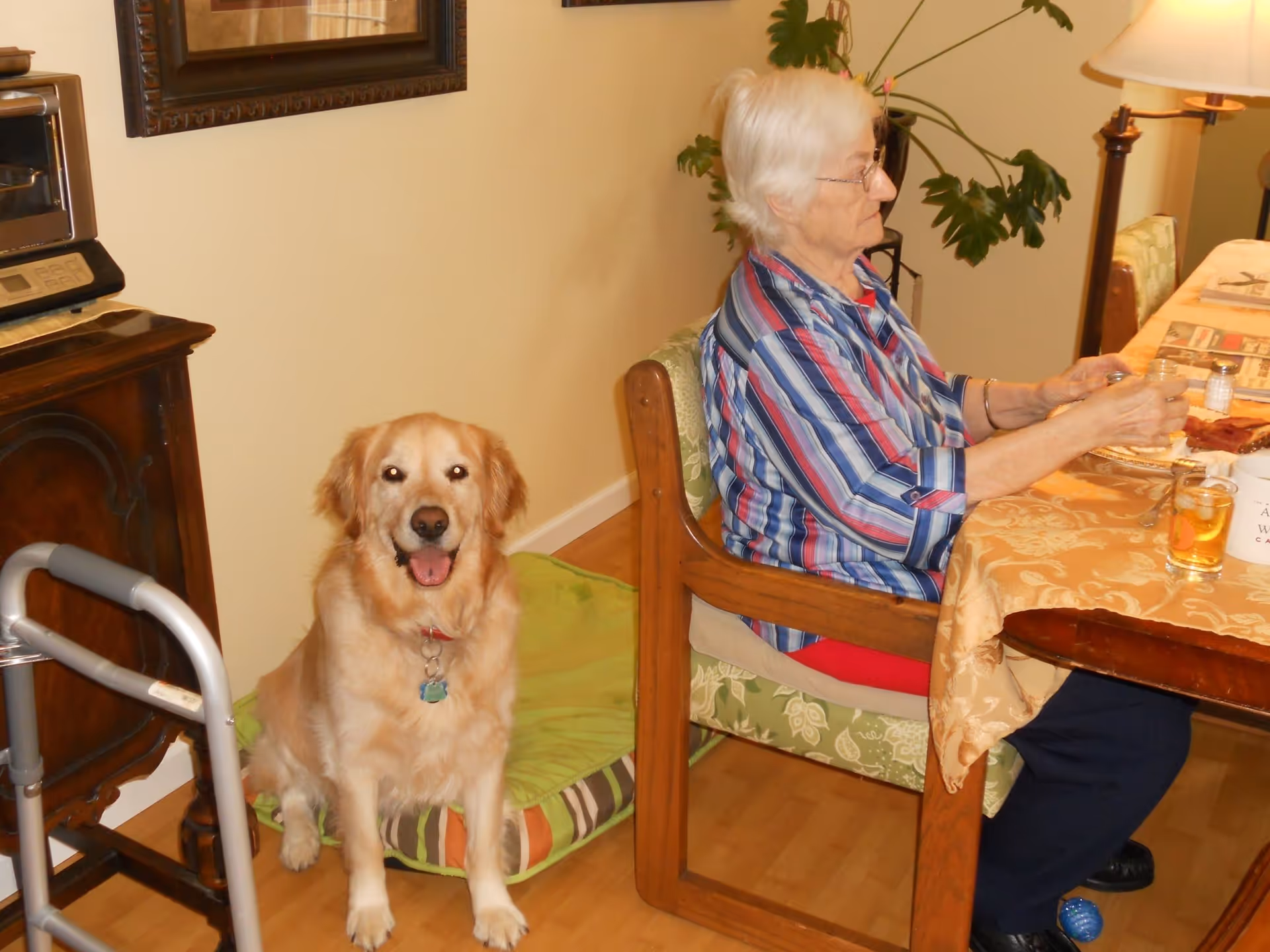 An older woman seated at a dining table with a golden retriever sitting on a dog bed beside her.