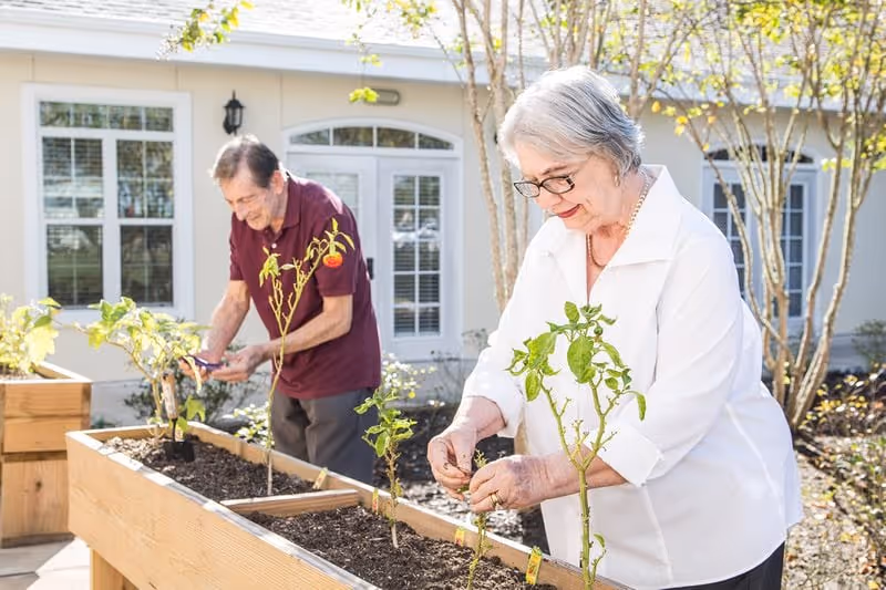 An elderly woman and man gardening together outdoors in raised wooden garden beds in front of a building with large windows and glass doors. The woman is wearing glasses and a white shirt, tending to a plant, while the man in a maroon shirt is also working with the plants.