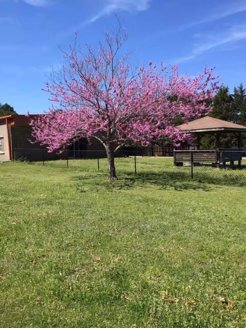 Pink blossomed tree in a grassy yard with a gazebo and fence.