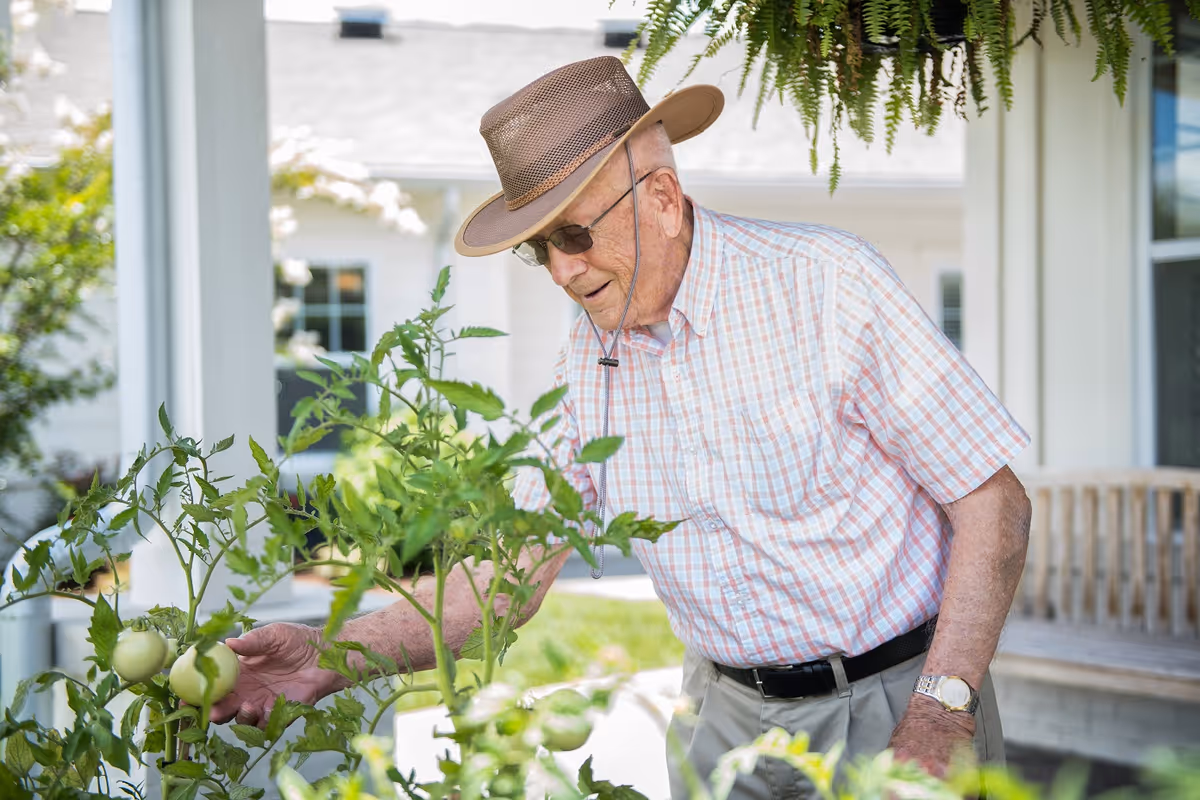 An elderly man wearing a brown hat, sunglasses, and a plaid shirt is tending to green tomato plants in a garden area outside a building with white walls and windows.