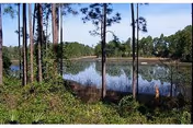 Scenic view of a calm lake bordered by pine trees and shoreline vegetation.