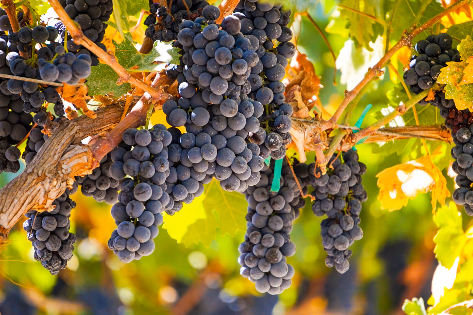 Clusters of dark purple grapes hanging from a sunlit vine among green leaves.