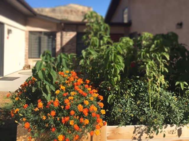 A garden bed with vibrant orange and yellow flowers along with various green plants in front of a residential building under a clear blue sky.
