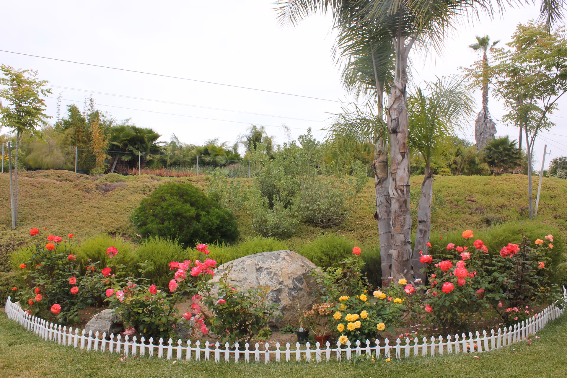 Circular flower bed with colorful roses, rocks, palm trees, and a small white picket border in a landscaped outdoor area.