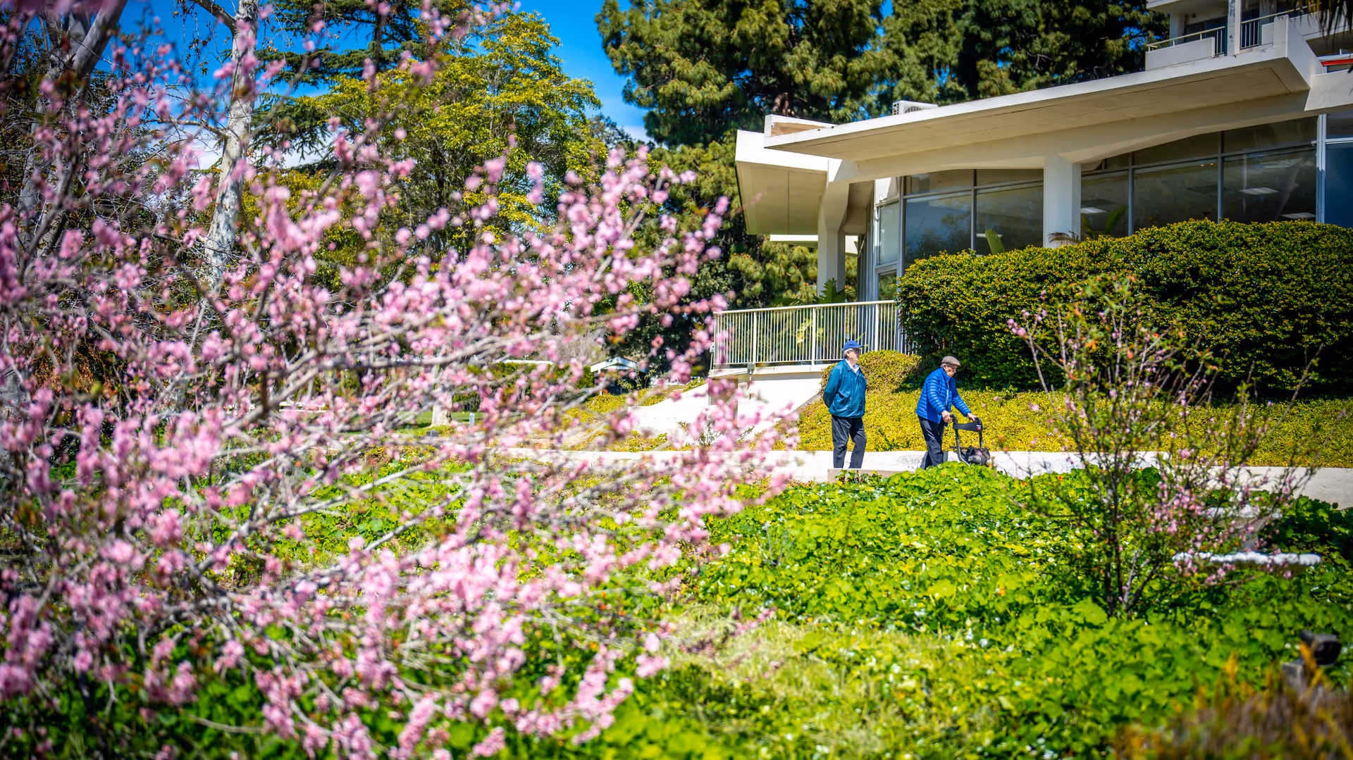 Two elderly individuals walking along a paved path surrounded by lush greenery and blooming pink flowers, with a modern building featuring large windows and a balcony in the background under a clear blue sky.