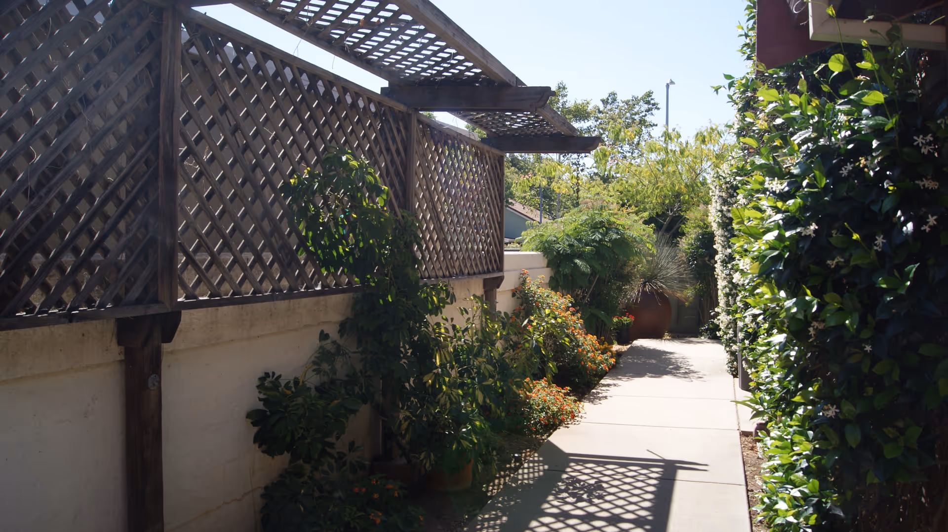 Sunlit garden walkway with a lattice fence, potted plants and climbing vines along a paved path.