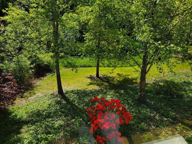 A lush green outdoor garden area with several trees casting shadows on the grass. In the foreground, there is a vibrant cluster of red flowers surrounded by green foliage. The scene is bright and sunny, showcasing a peaceful natural environment.