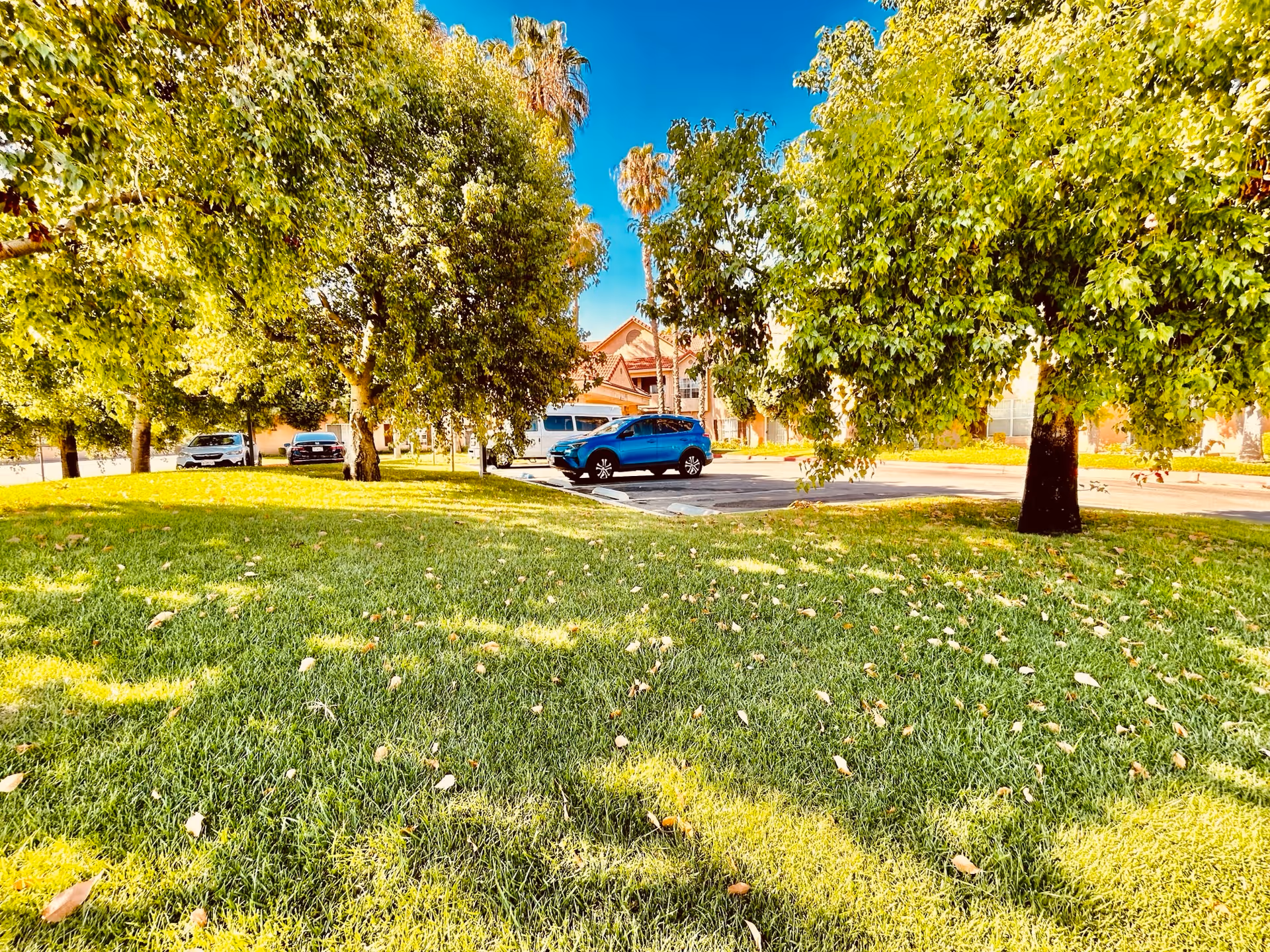 A grassy outdoor area with several leafy green trees and a few parked cars in the background under a clear blue sky.