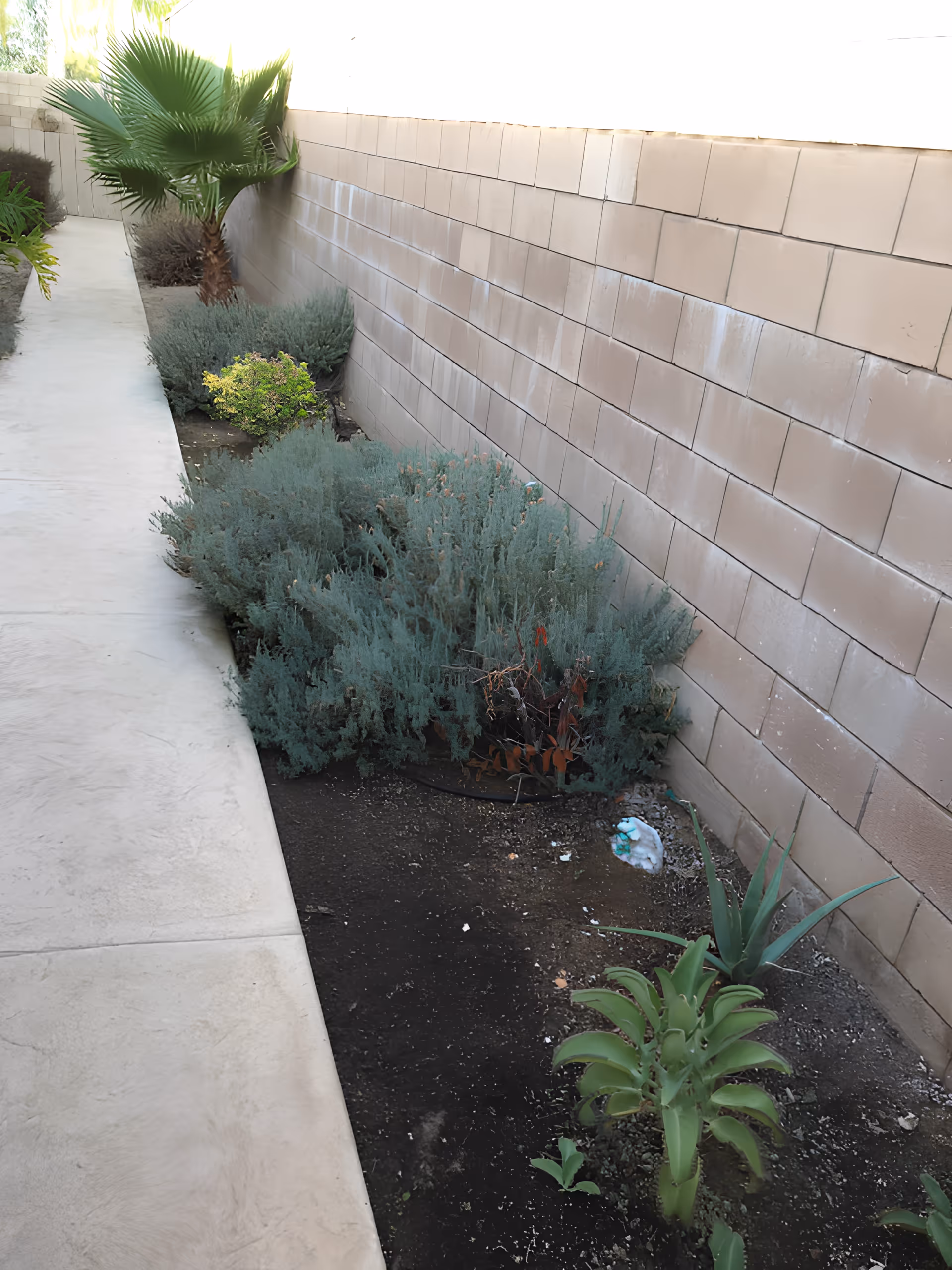 A narrow outdoor walkway alongside a block wall bordered by low shrubs, small plants and a palm tree.
