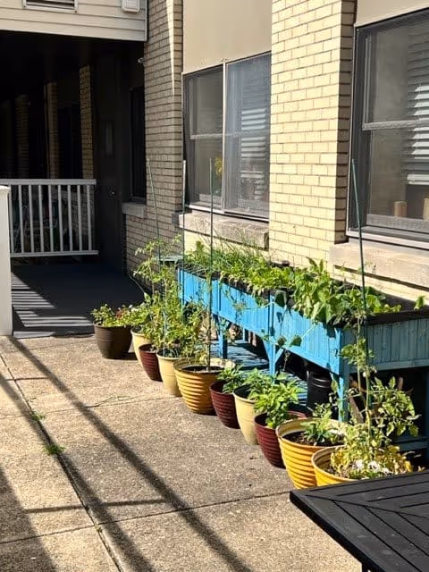 A row of colorful plant pots and a blue raised planter box with green plants growing in them, placed along the exterior wall of a brick building with windows. The area is a paved outdoor space with shadows cast on the ground.