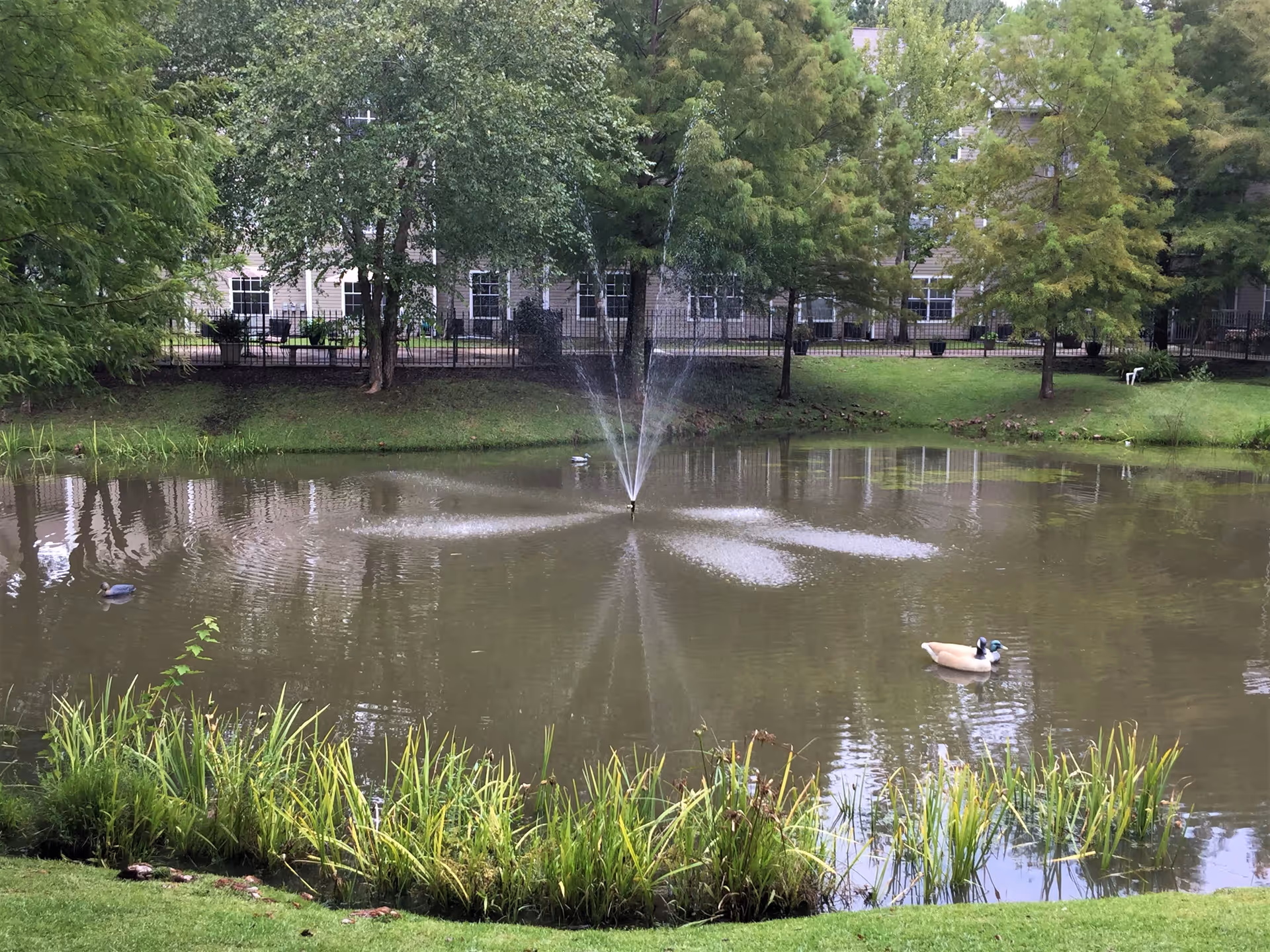A peaceful pond with a water fountain in the center, surrounded by green grass and trees. Two ducks are swimming on the pond. In the background, there is a building partially visible behind the trees.