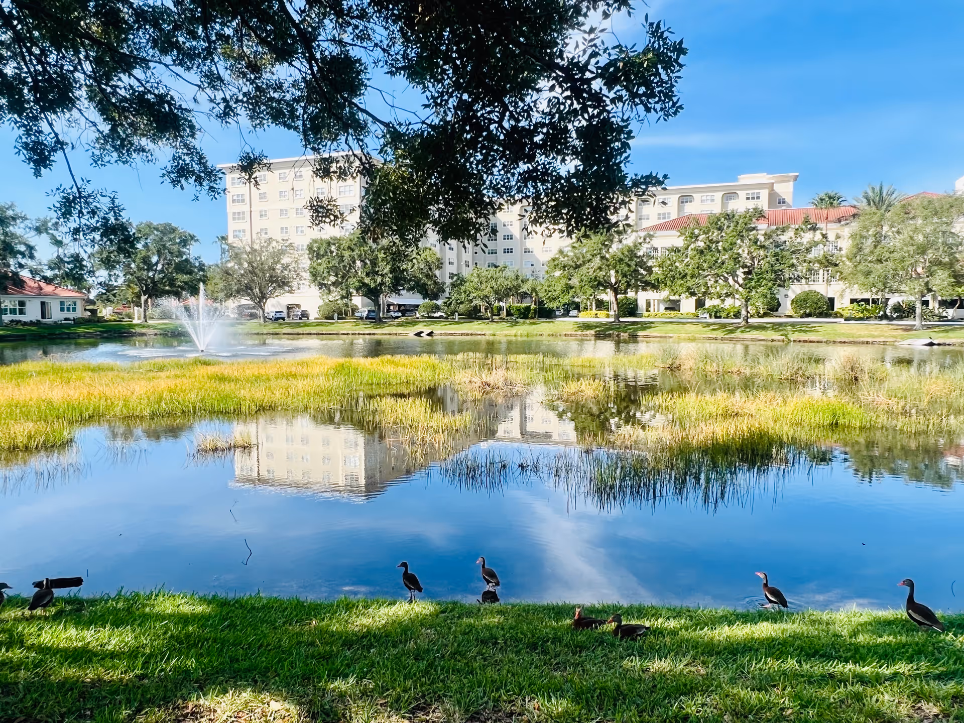 Pond with a fountain and ducks in the foreground and a multi-story senior living building reflected in the water.