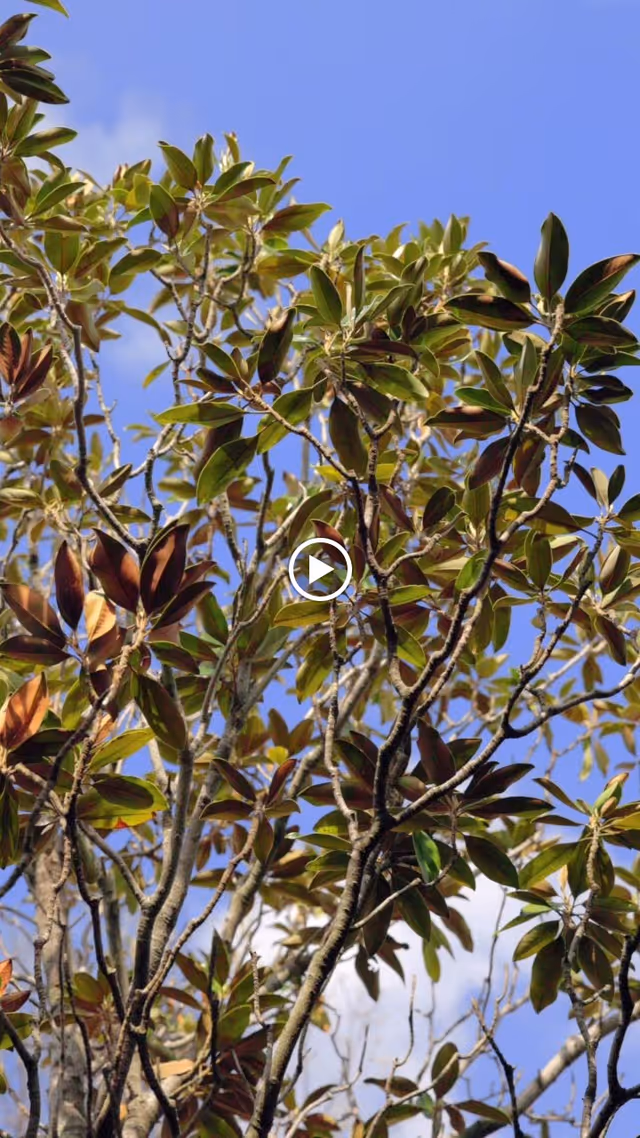 Close-up view of tree branches with green and brown leaves against a clear blue sky.