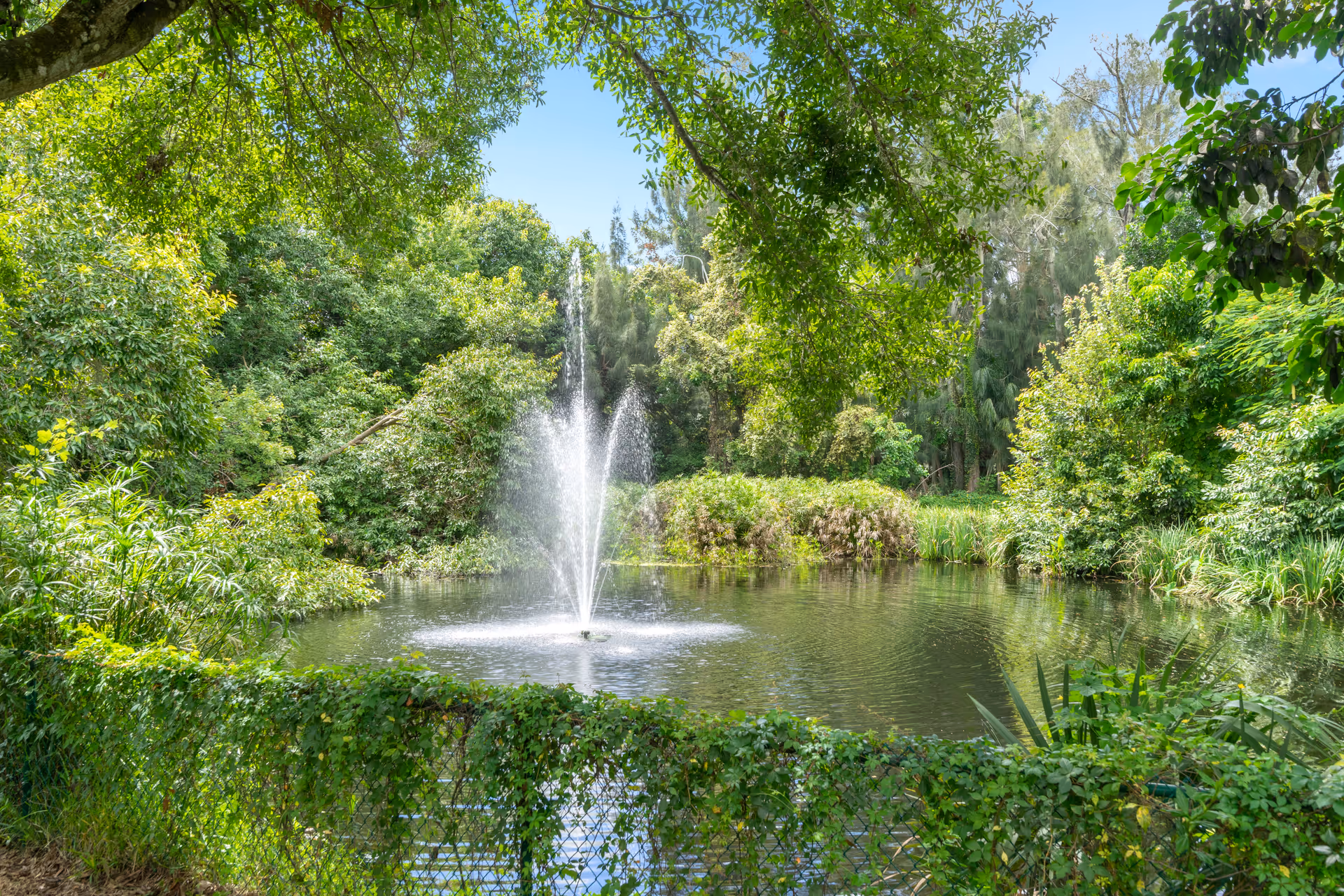 A serene outdoor scene featuring a small pond with a water fountain in the center, surrounded by lush green trees and foliage under a clear blue sky.