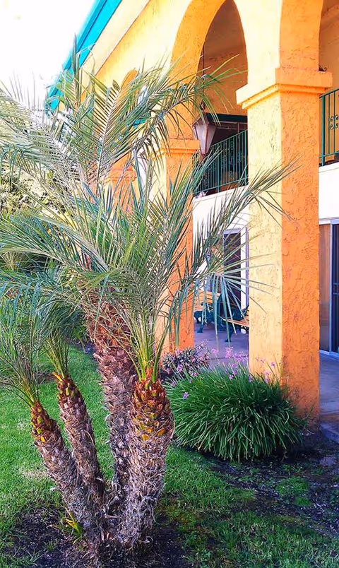 Outdoor view of a senior living facility with a small palm tree and green shrubbery in the foreground, and an orange stucco building with arched openings and a balcony in the background.