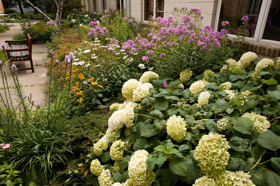 A garden area outside a building with a variety of flowering plants including white hydrangeas, purple and yellow flowers. There is a concrete pathway with wooden chairs along the side, and windows of the building are visible on the right.